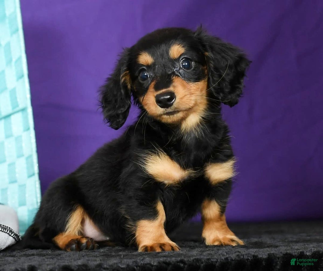 Miniature Dachshund dogs for sale: Delilah - Image 7