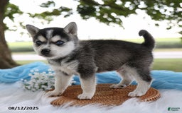 Alaskan Klee Kai dogs for sale: Jack - Image 2