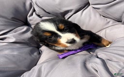 Bernese Mountain Dog dogs for sale: Purple - Image 8