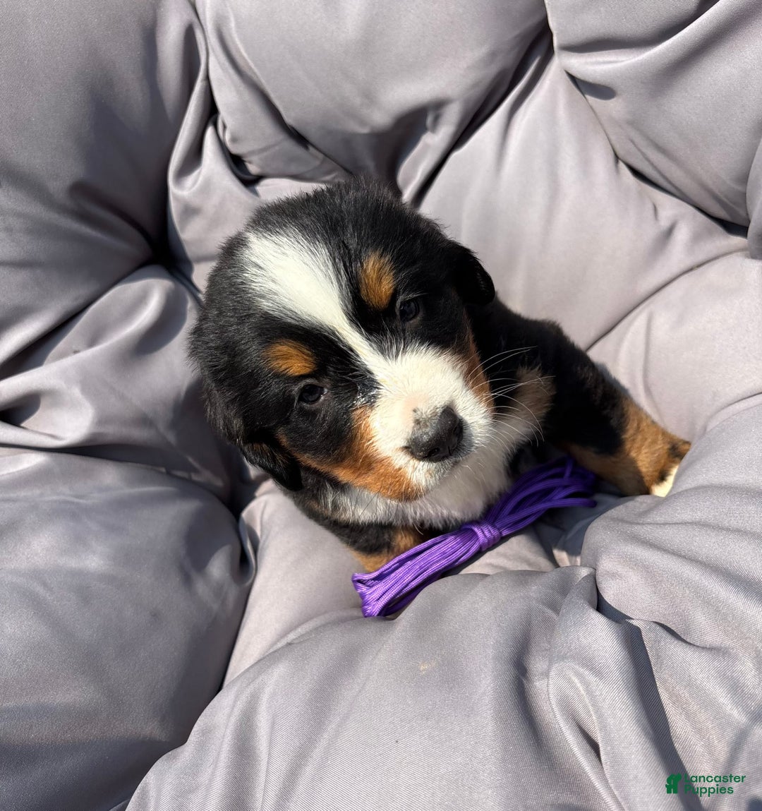 Bernese Mountain Dog dogs for sale: Purple - Image 8