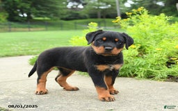 Rottweiler dogs for sale: Violet - Image 5