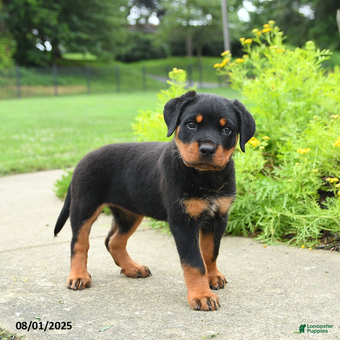 Rottweiler dogs for sale: Violet - Image 5