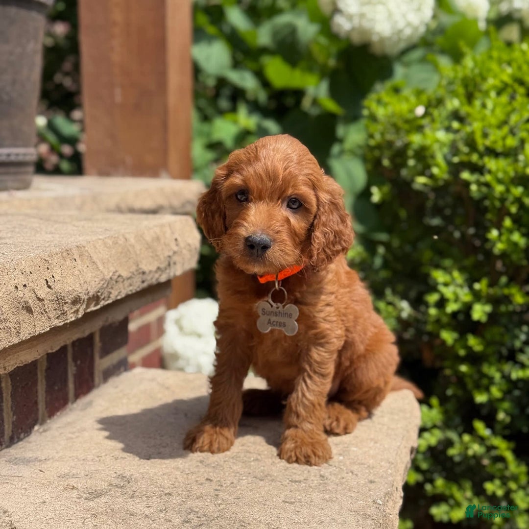 Goldendoodle dogs for sale: Ace - Image 1