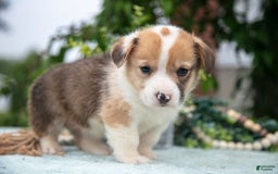 Welsh Corgi Pembroke dogs for sale: Brier - Image 3