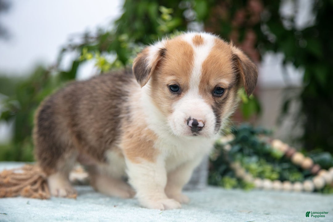 Welsh Corgi Pembroke dogs for sale: Brier - Image 3