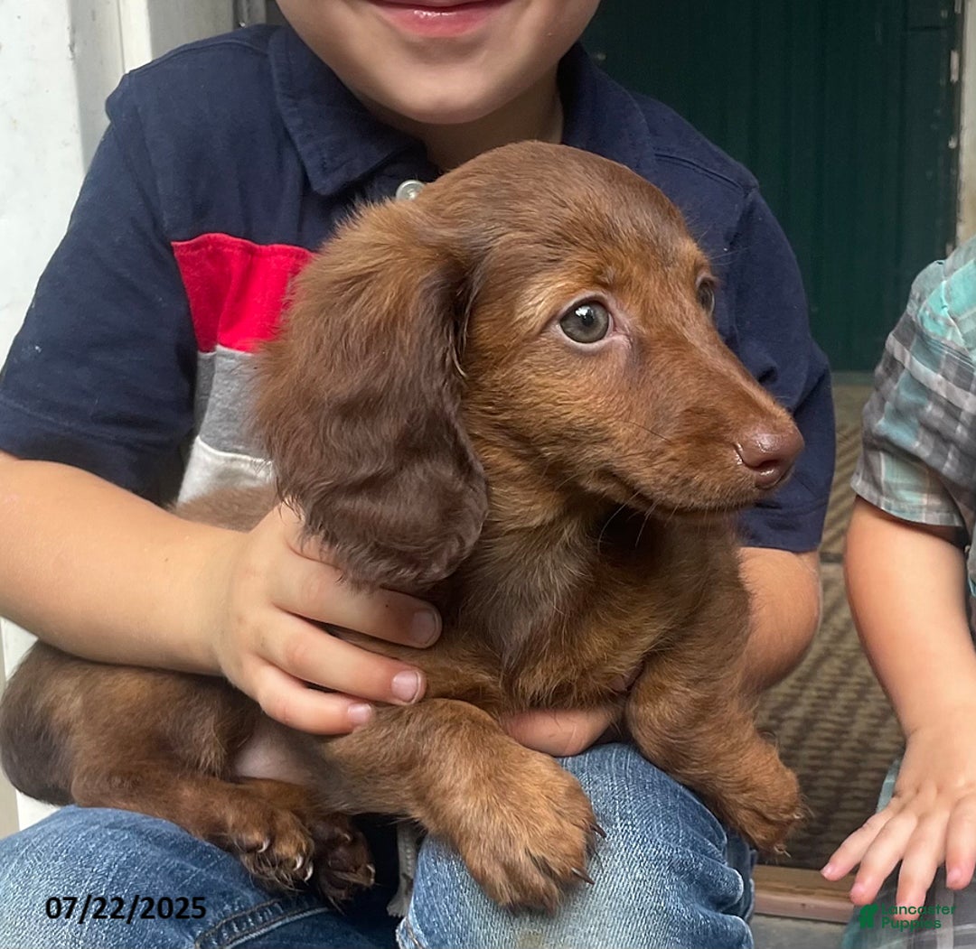 Miniature Dachshund dogs for sale: Banana Princess - Image 1