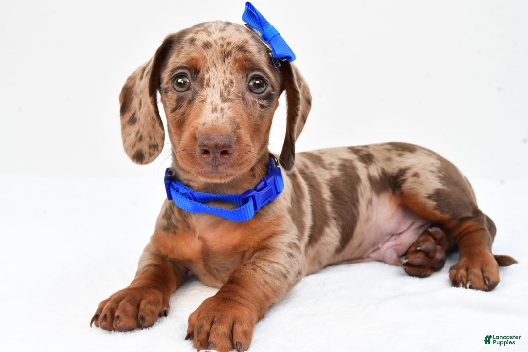 Miniature Dachshund dogs for sale: Griffin - Image 2