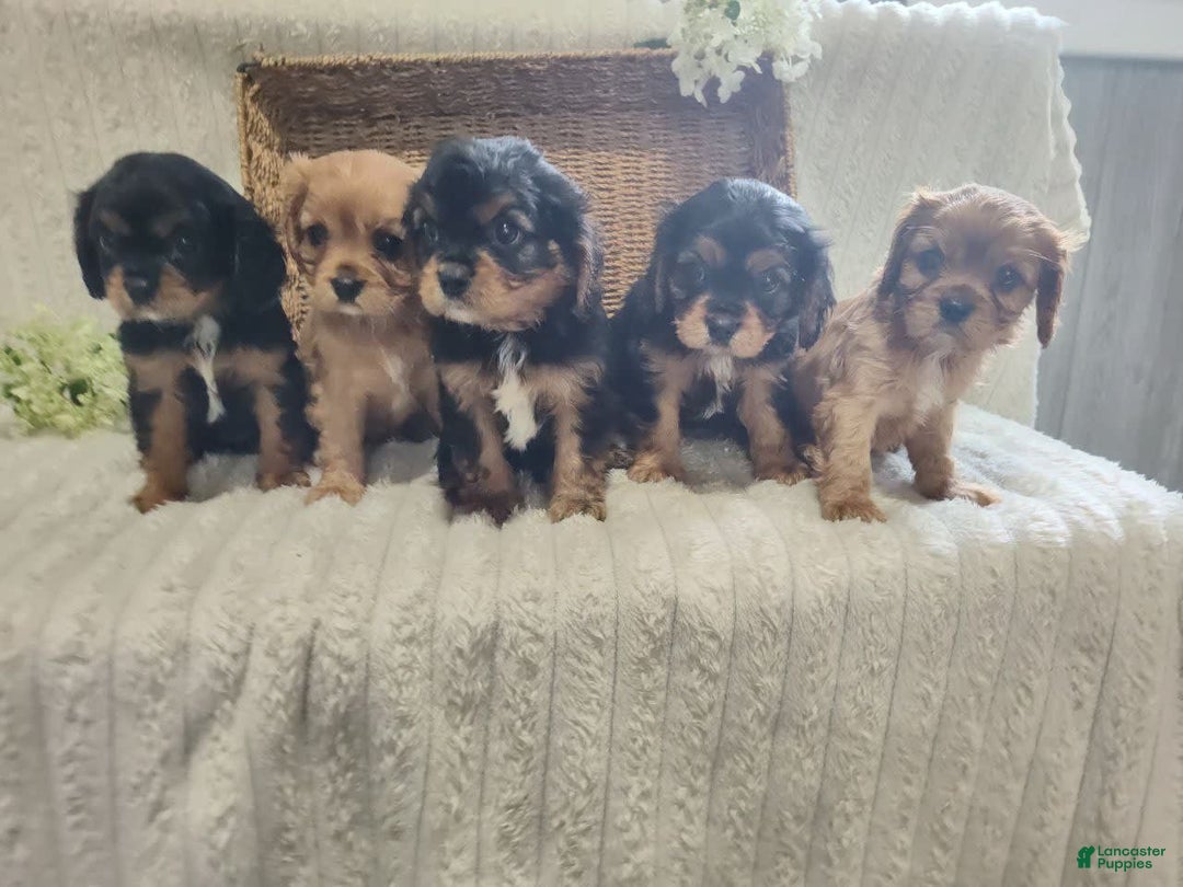 Cavalier King Charles Spaniel dogs for sale: Joy - Image 11