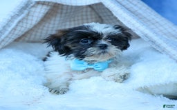 Shih Tzu dogs for sale: Brody - Image 6