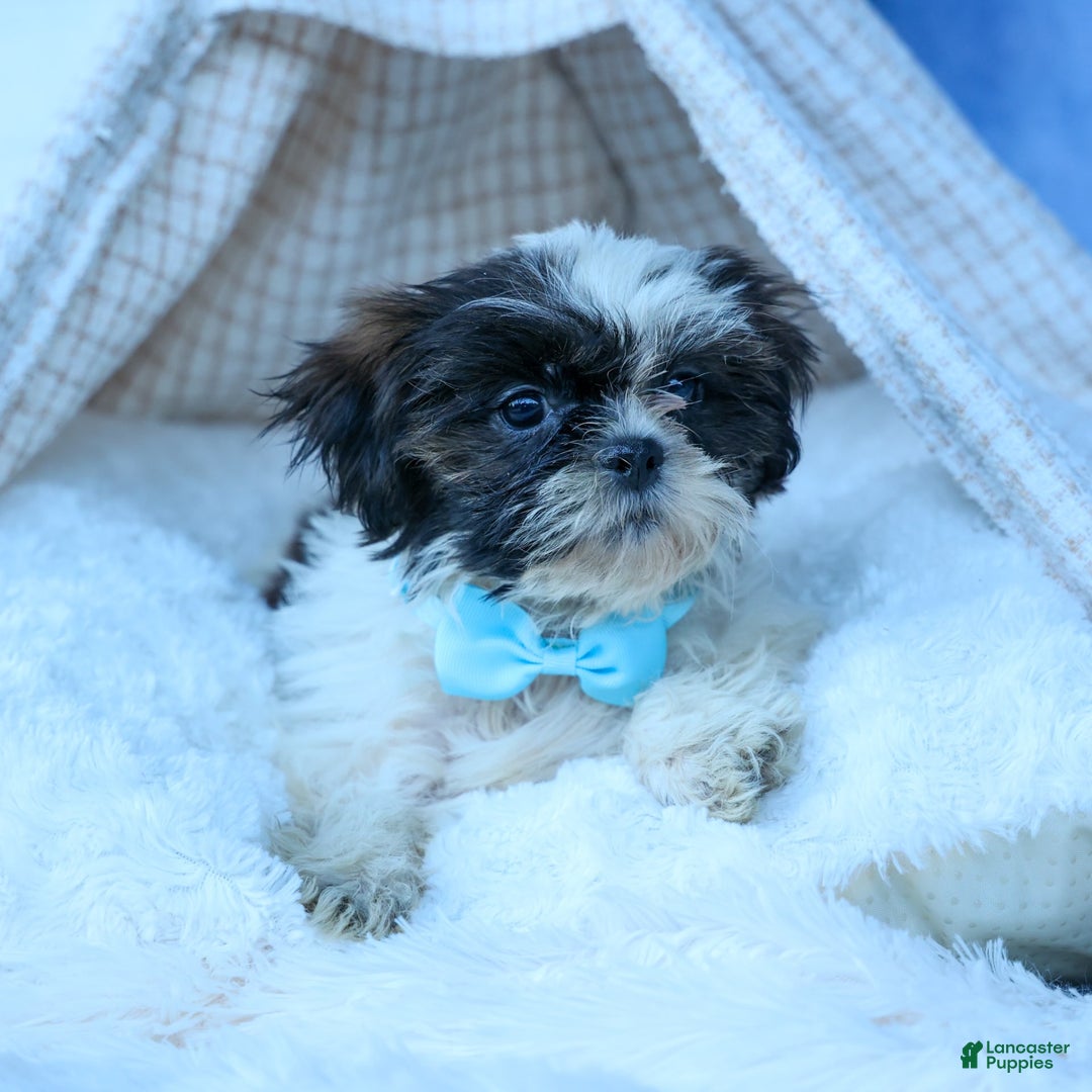 Shih Tzu dogs for sale: Brody - Image 6