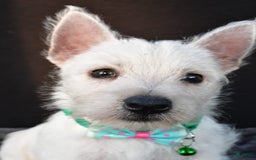 West Highland Terrier dogs for sale: Omar - Image 5