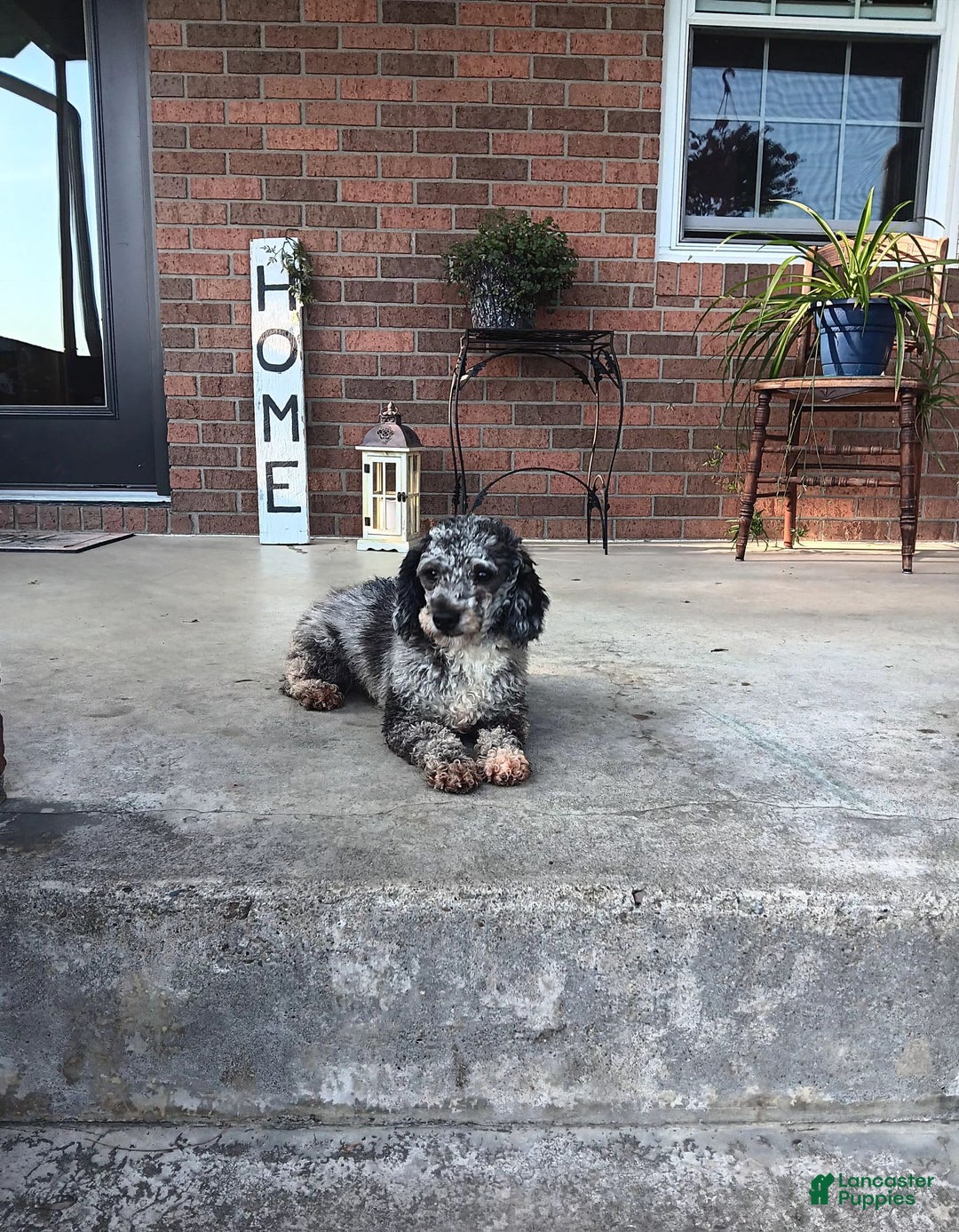 Miniature Poodle dogs for sale: Nicholas - Image 9