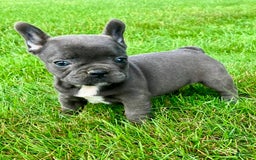 French Bulldog dogs for sale: Lexie - Image 3