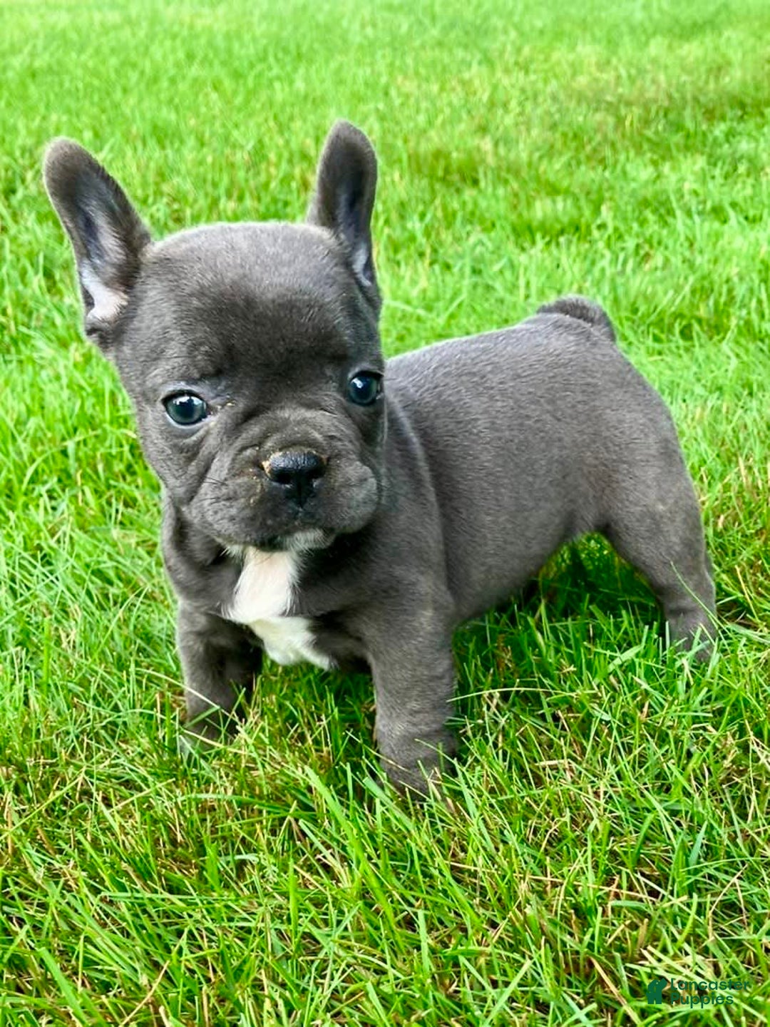 French Bulldog dogs for sale: Lexie - Image 3