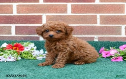 Miniature Poodle dogs for sale: Lincoln - Image 3
