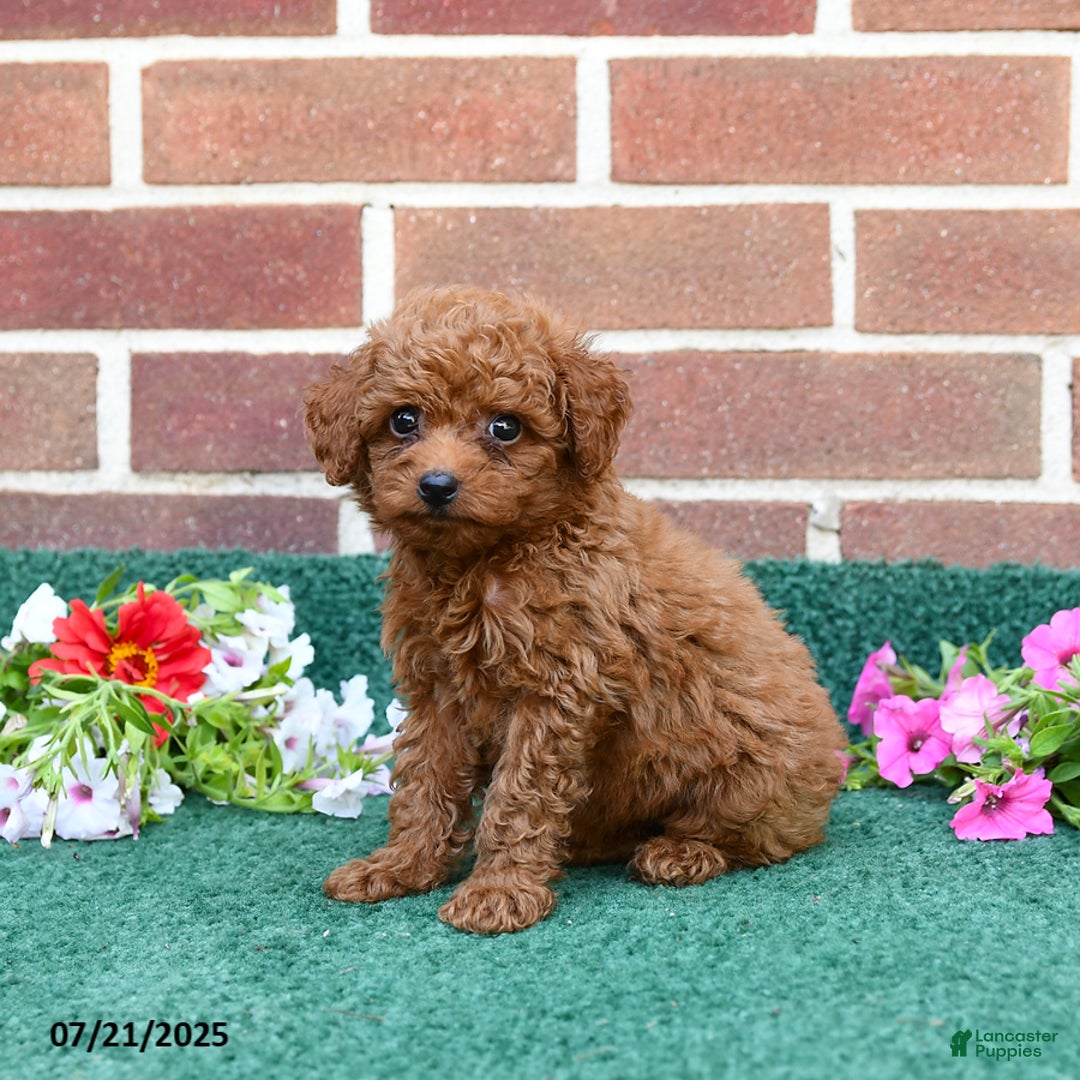 Miniature Poodle dogs for sale: Lincoln - Image 3