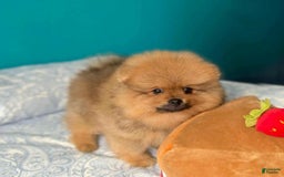 Pomeranian dogs for sale: Nelly - Image 3