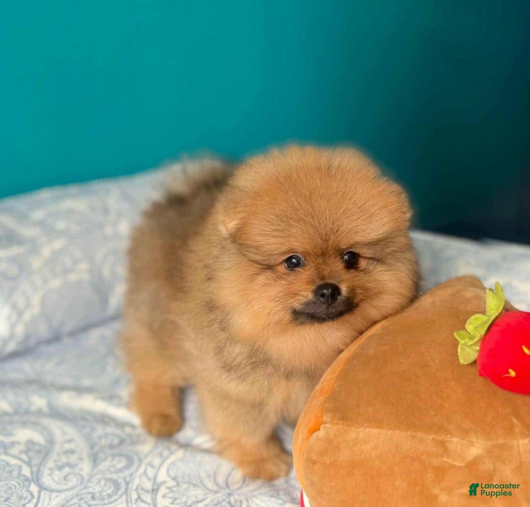 Pomeranian dogs for sale: Nelly - Image 3