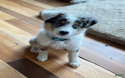 Australian Shepherd dogs for sale: Jojo - Image 12
