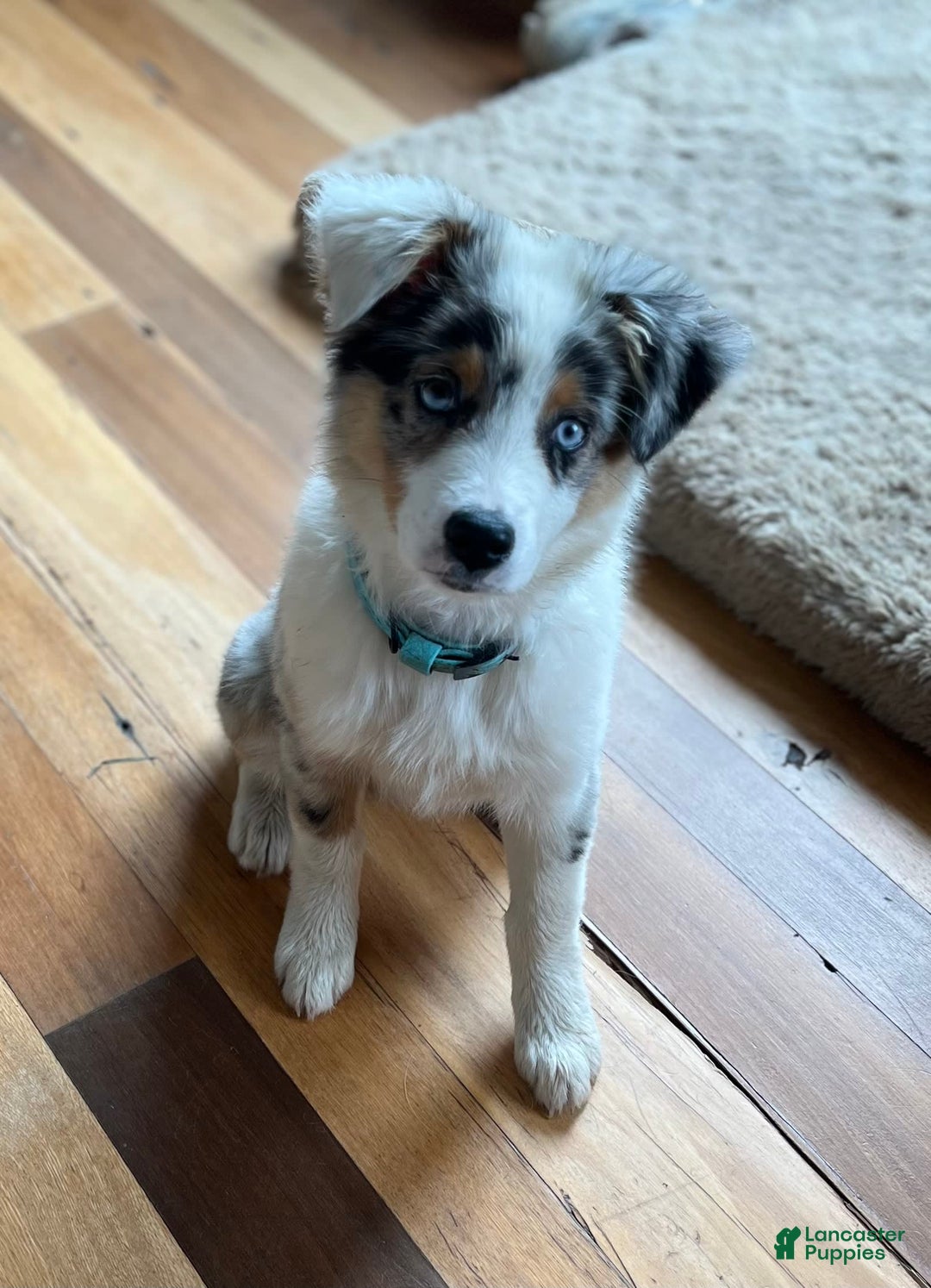 Australian Shepherd dogs for sale: Jojo - Image 12
