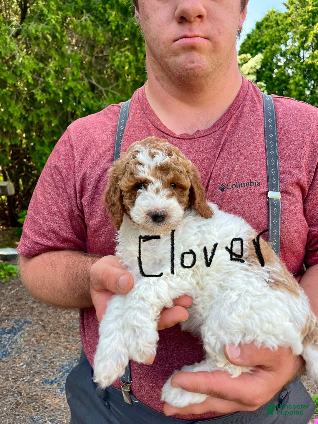 Mini Goldendoodle dogs for sale: Clover - Image 2