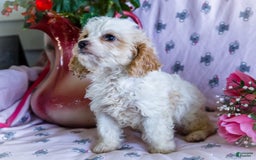 Cavalier King Charles Spaniel dogs for sale: Flurry - Image 7