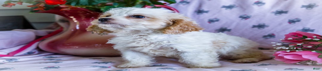 Flurry