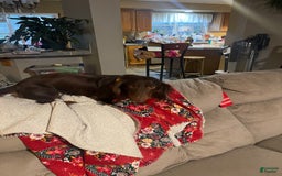 Dachshund dogs for sale: Fiona - Image 6