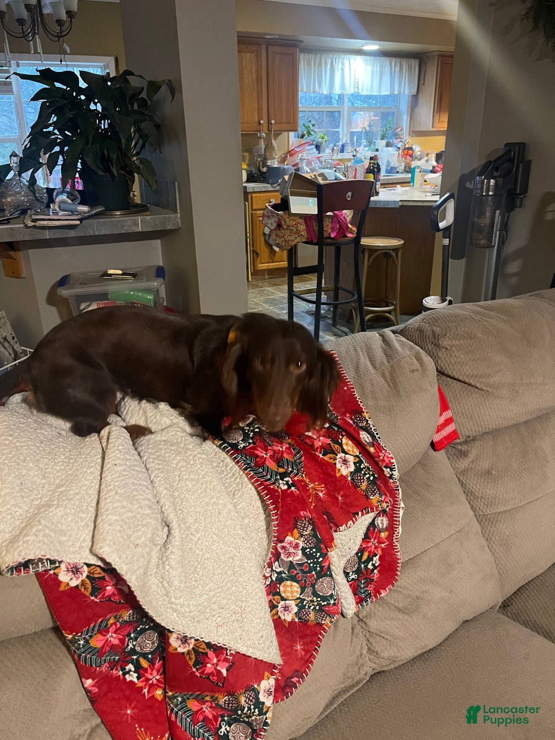Dachshund dogs for sale: Fiona - Image 6