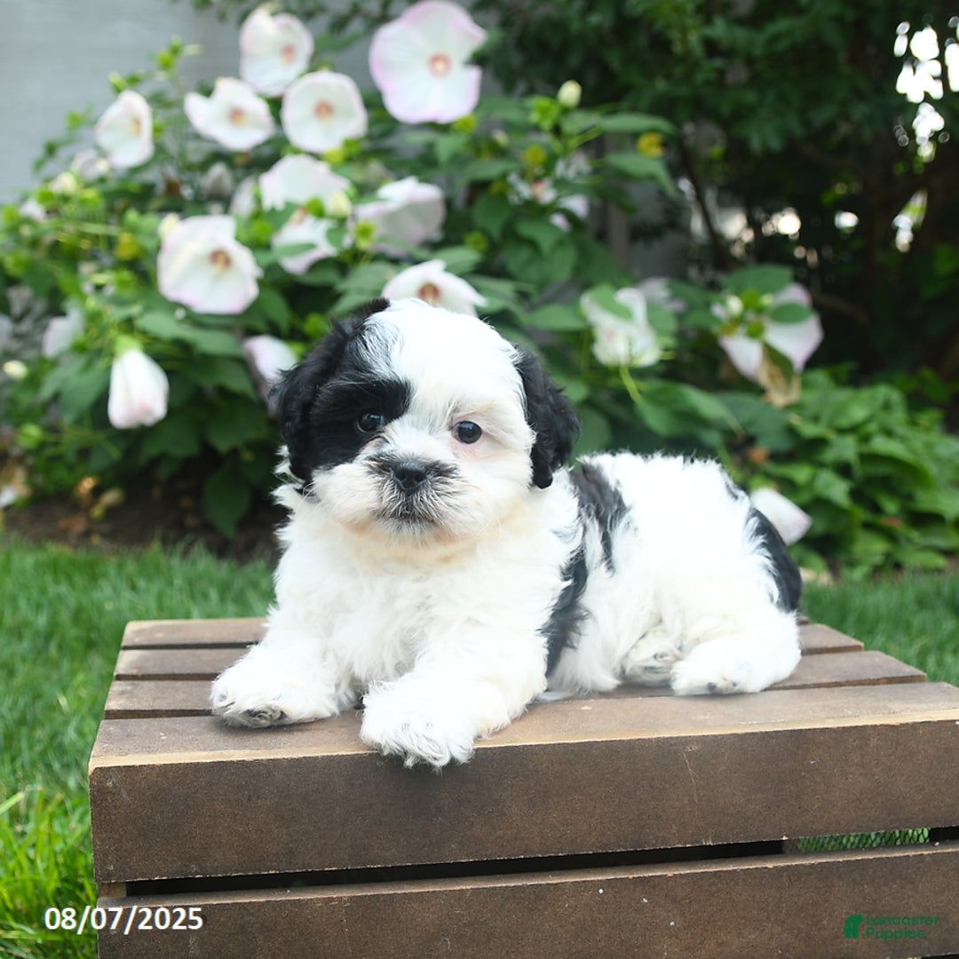 Teddy Bear dogs for sale: Star - Image 2