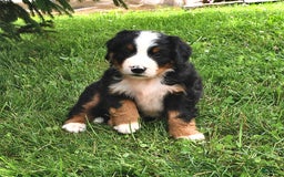 Bernese Mountain Dog dogs for sale: Virgil - Image 6