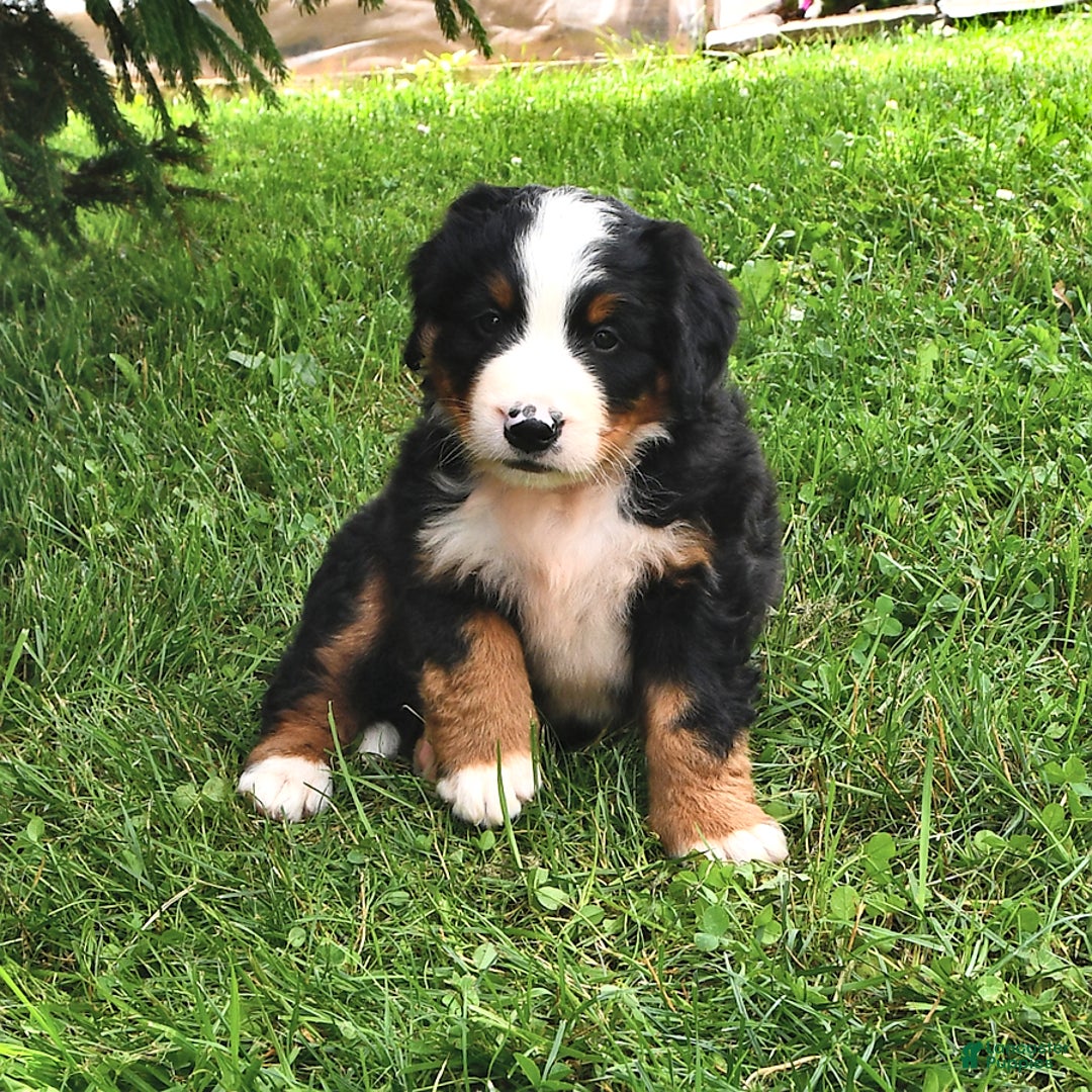 Bernese Mountain Dog dogs for sale: Virgil - Image 6
