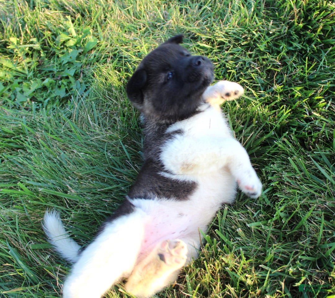 Akita dogs for sale: Bella - Image 4