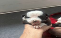 American Bully dogs for sale: Brindle - Image 3