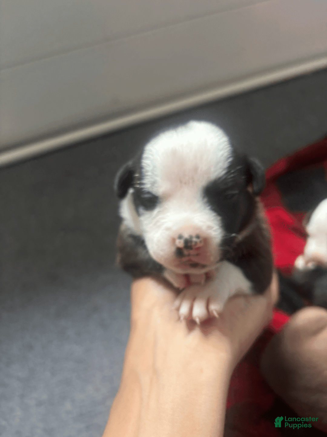 American Bully dogs for sale: Brindle - Image 3