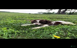 Cocker Spaniel dogs for sale: Cappuccino. - Image 1