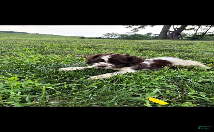 Cocker Spaniel dogs for sale - Ad 1