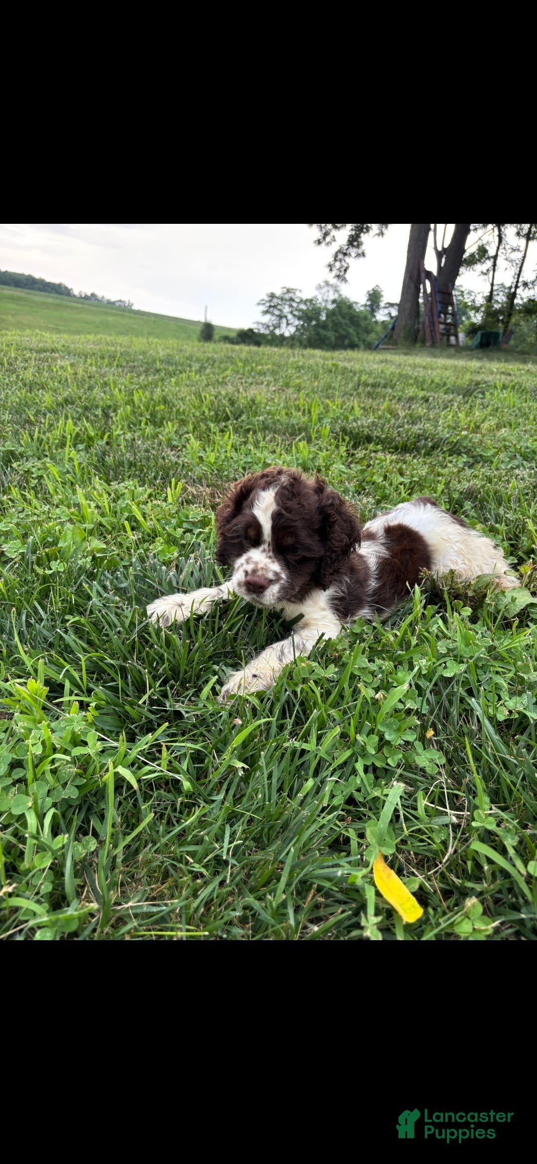 Cocker Spaniel dogs for sale: Cappuccino. - Image 1