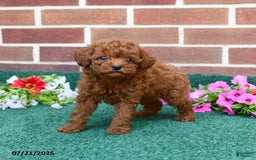 Miniature Poodle dogs for sale: Lily - Image 2
