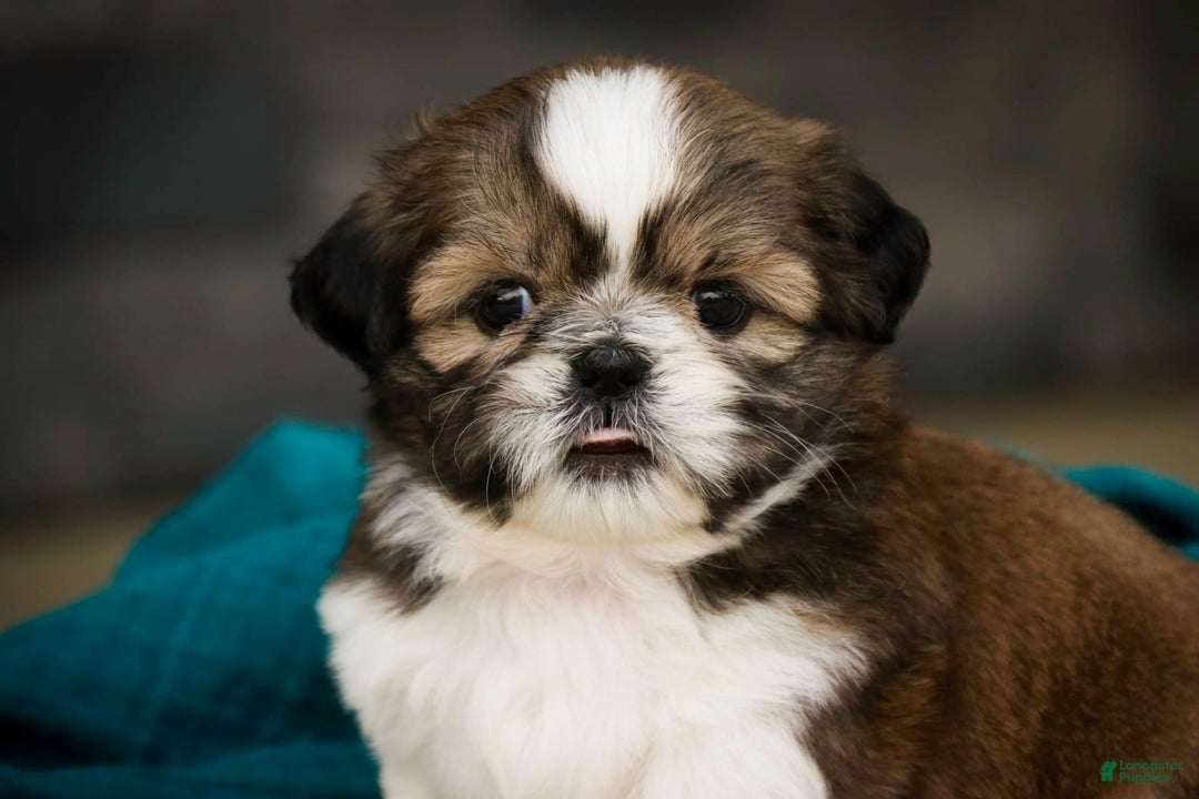 Shih Tzu dogs for sale: Beau - Image 7