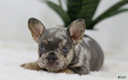 French Bulldog dogs for sale: Mario - Image 2