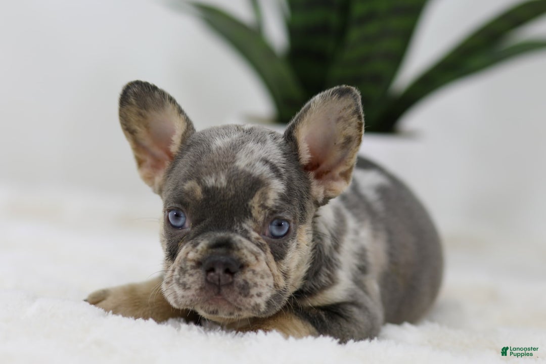 French Bulldog dogs for sale: Mario - Image 2
