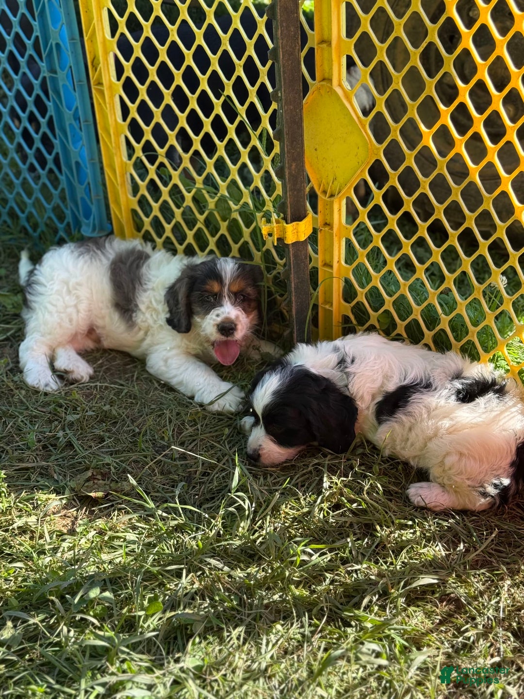 Cockapoo dogs for sale: Cockapoo 3 puppies - Image 6