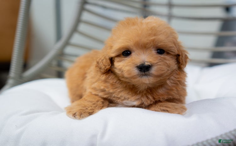 Maltipoo dogs for sale - Ad 3