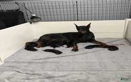 Doberman Pinscher dogs for sale: Orange Collar - Image 5