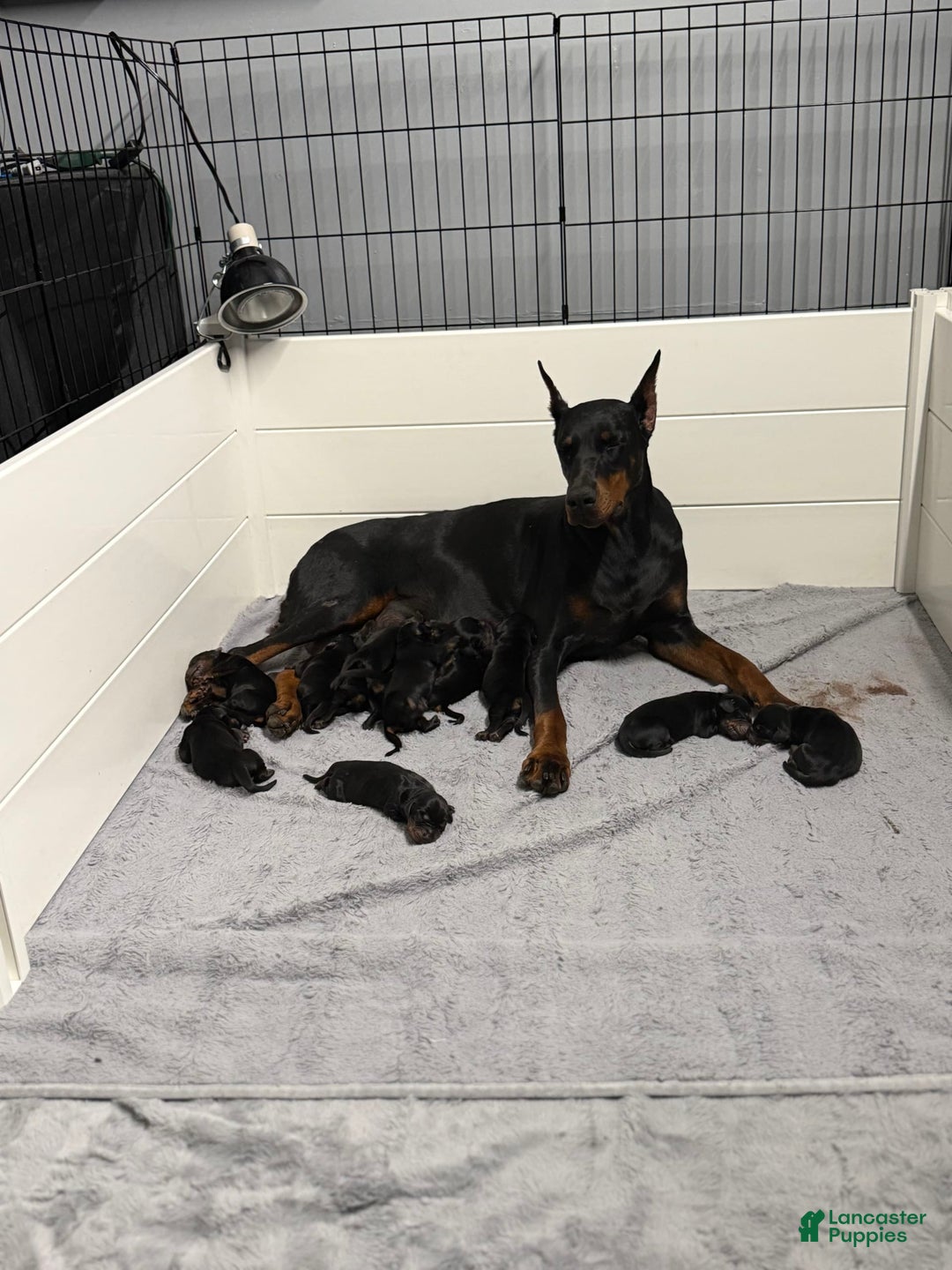 Doberman Pinscher dogs for sale: Orange Collar - Image 5
