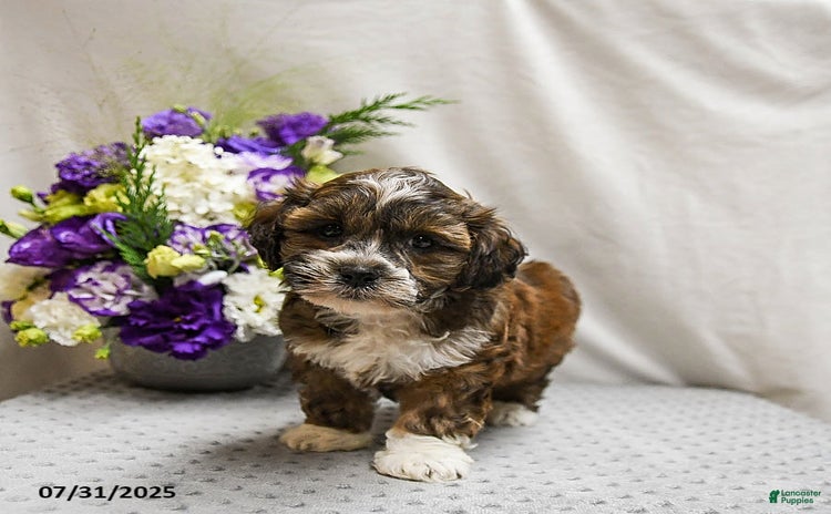 Shihpoo dogs for sale - Ad 5