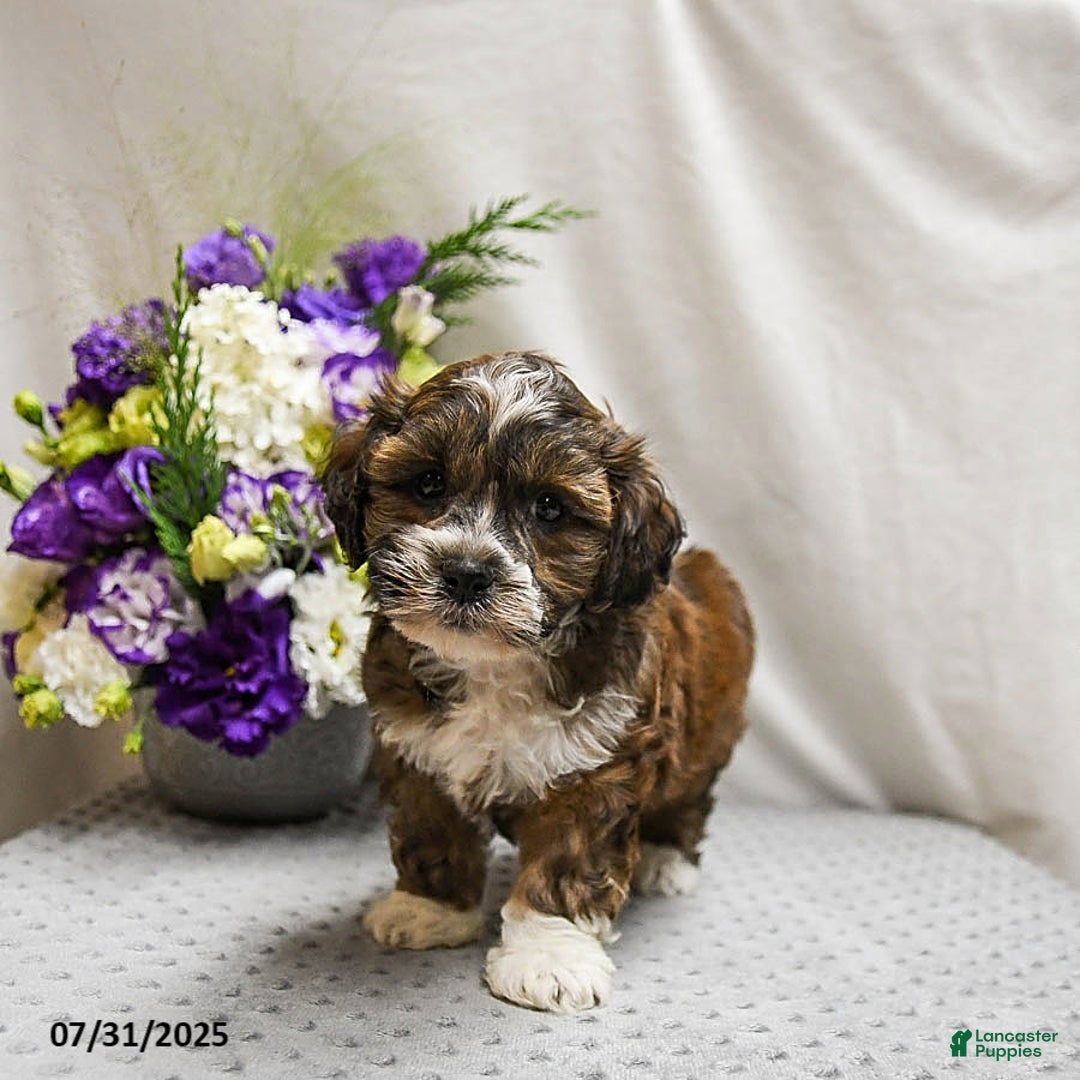 Shihpoo dogs for sale: Cookie - Image 1