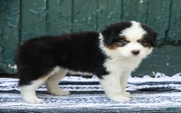 Australian Shepherd dogs for sale: Dakota - Image 8