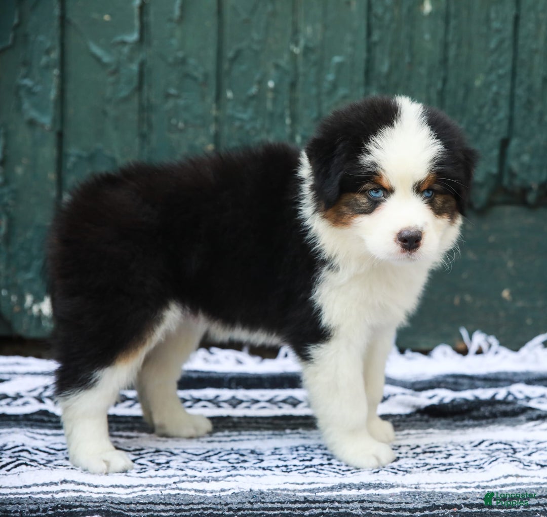 Australian Shepherd dogs for sale: Dakota - Image 8
